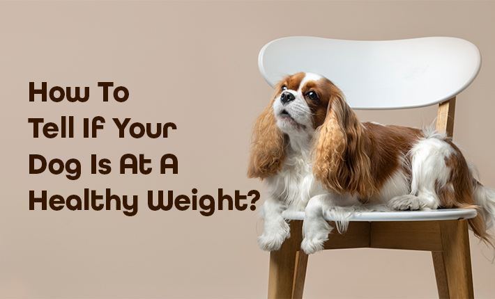 How To Tell If Your Dog Is At A Healthy Weight?