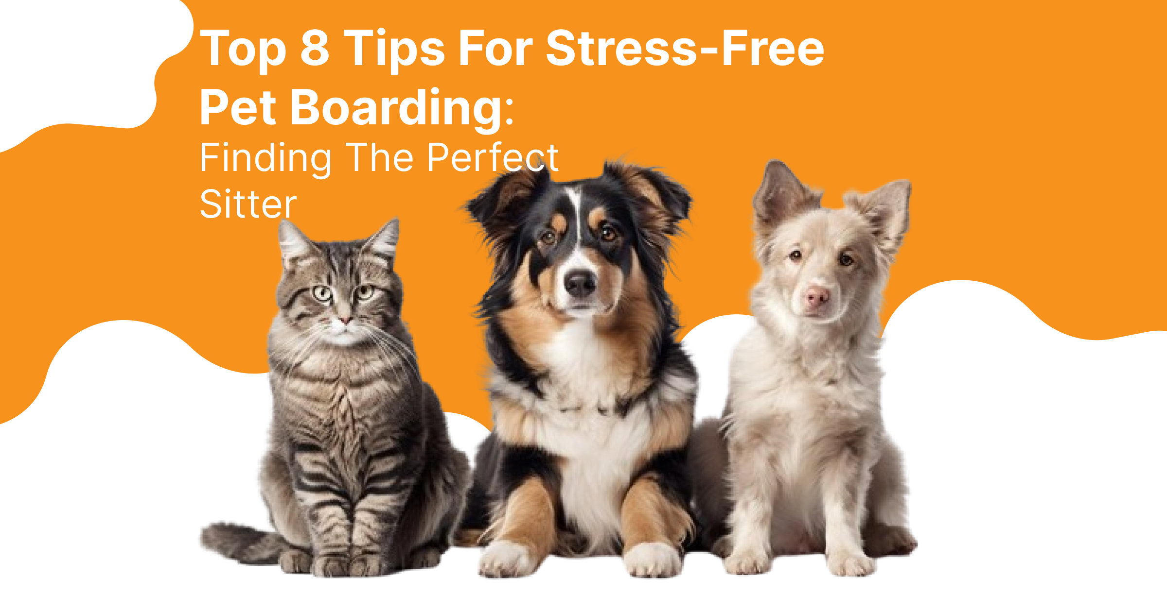 Top 8 Tips For Stress-Free Pet Boarding: Finding The Perfect Sitter